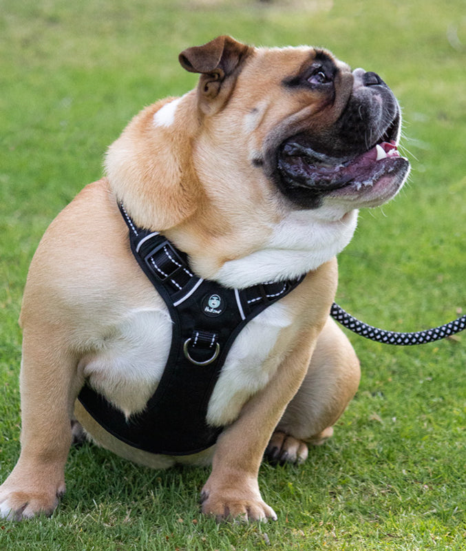 Huskimo top ultimate harness