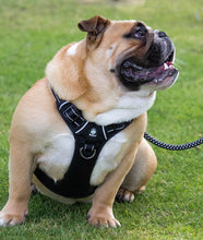 Load image into Gallery viewer, Huskimo Harness - Ultimate - Dark Sky - Medium