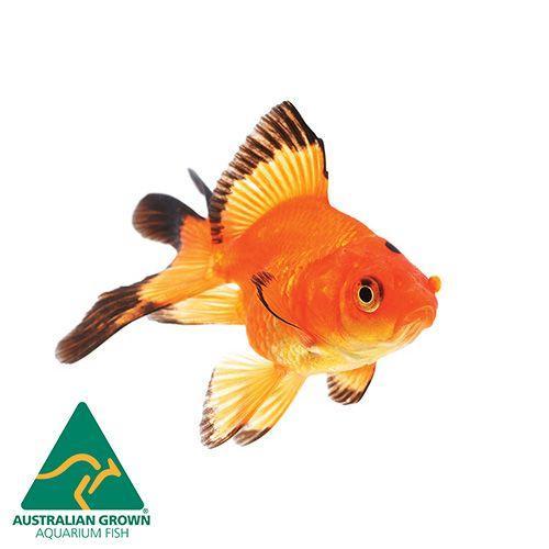 Goldfish Fantail Large (9cm)
