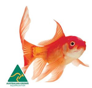 Goldfish Comet Medium (7cm)