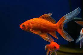 Goldfish Comet Extra Large (12 cm)