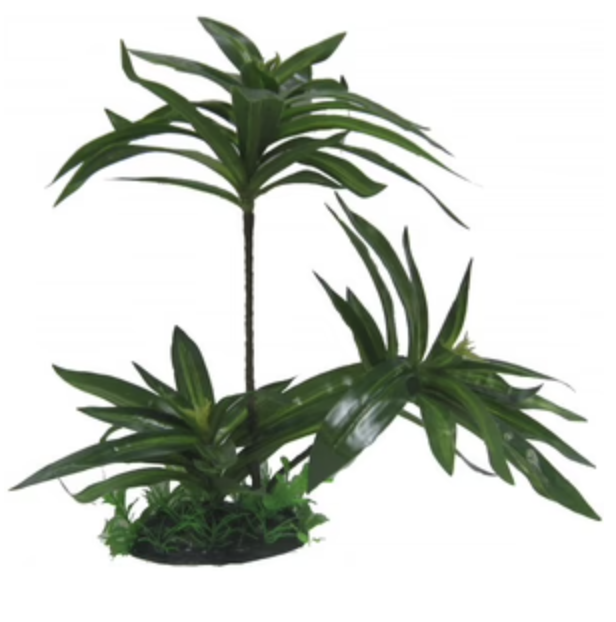 Brazilian Palm Plant (32cm)