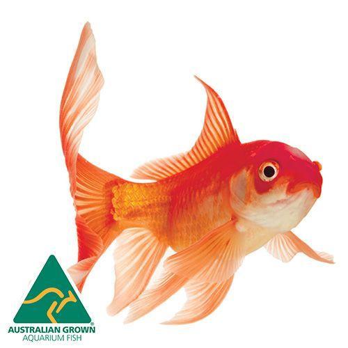 Goldfish Comet Small (5cm)