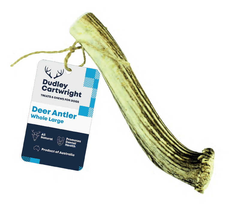 Dudley Antler Whole - Large