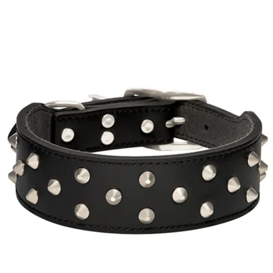 Studded dog outlet collars for staffies