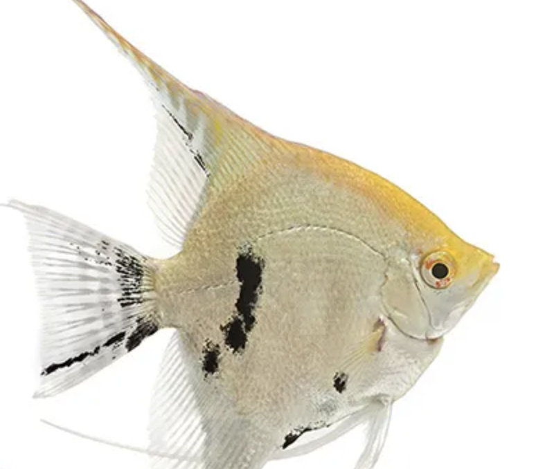 Angelfish petsmart shop