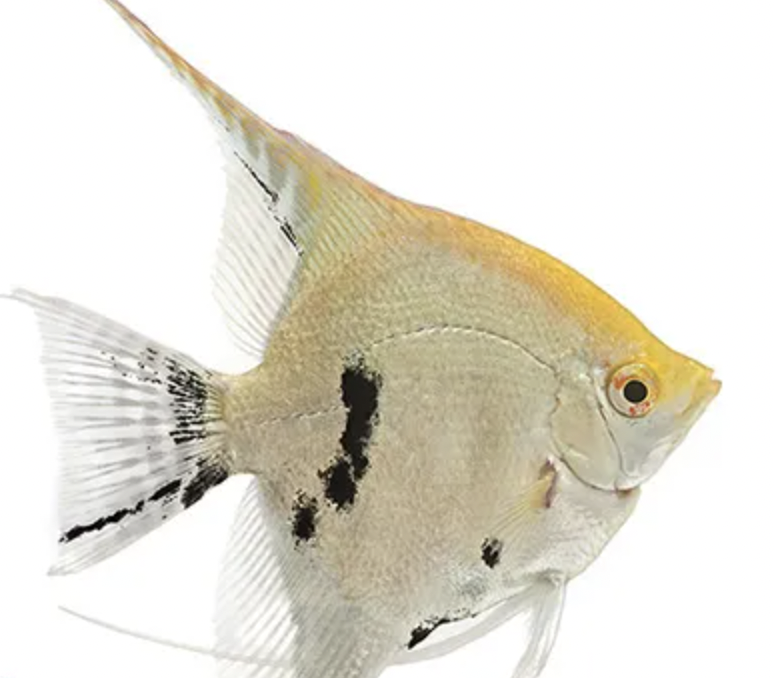 Angelfish petsmart online