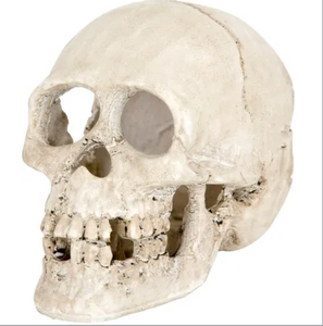 Human Skull